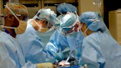 Свиную почку впервые трансплантировали человеку