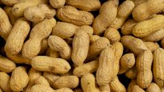 Арахис улучшает память и работу сосудов головного мозга