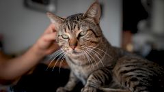 Жительница США заразилась от своих кошек легочной чумой