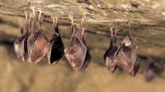 У летучих мышей нашли кучу новых коронавирусов