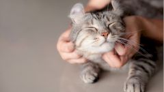 С коронавирусом попробуют бороться с помощью лекарства для кошек