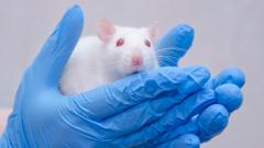 В Уфе ученые вырастили элемент кишечника в лабораторных условиях