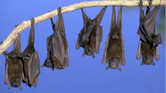 Вирусолог: коронавирус существовал миллионы лет, прежде чем мутировал и перешел к людям