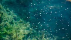 Найден способ борьбы с самым опасным вирусом, распространяемым комарами