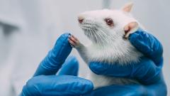 Ученые продлили жизнь самой старой из ныне живущих лабораторных крыс