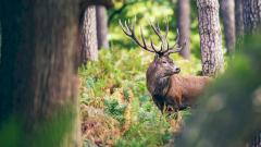 Олений зомби-вирус теоретически способен заражать людей: исследование
