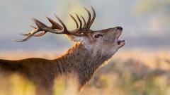 Стало известно о предполагаемом заражении двух человек оленьим «зомби-вирусом»